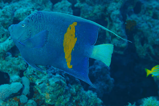 エンゼルフィッシュの海の生物。サンゴと魚の水中シーン。スキューバダイバーの視点。 - beauty in nature coral angelfish fish ストックフォトと画像