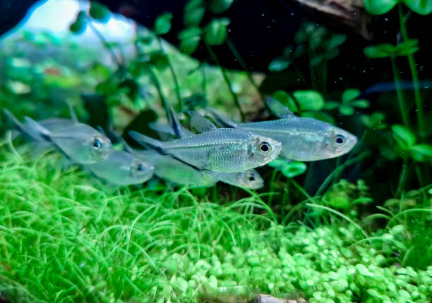 Flock of fish Costae Tetra (Moenkhausia costaea). Flock of fish Costae Tetra (Moenkhausia costaea) in the green aquarium with plants and wood. siamensis stock pictures, royalty-free photos & images