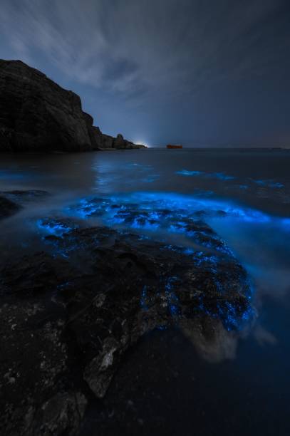 istock Scenic bioluminescent beach at night 1453921618