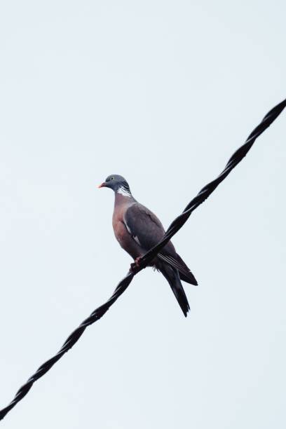 istock Vertical shot of a common wood pigeon perched on a cable 1453921663