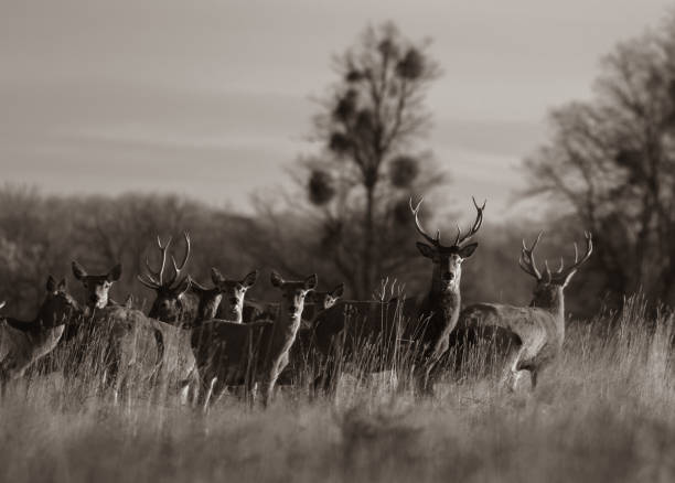 istock Grayscale of red deer group in the forest 1453921679