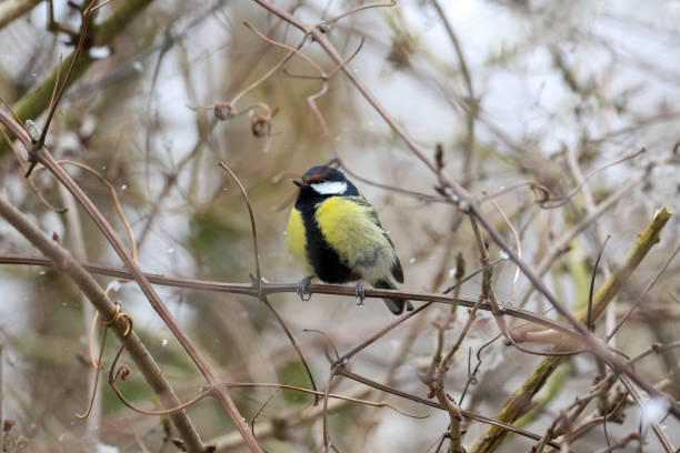 istock Shallow focus of a great tit bird standing on tree branches with a blurry background 1453921696
