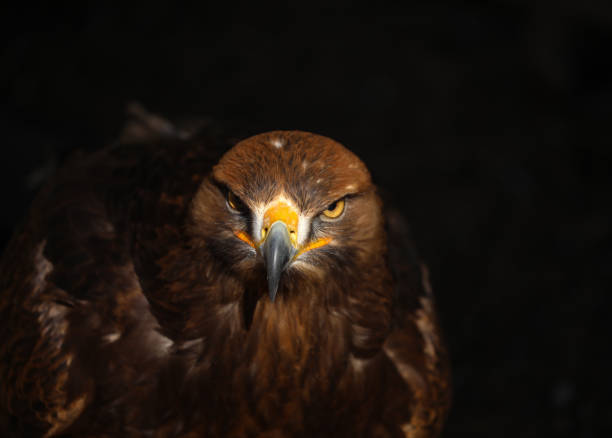 istock Portrait of a golden eagle in bright sunlight with blurred black background 1453921841