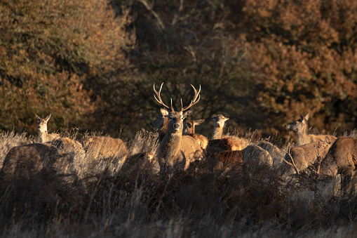 A group of red deer in the forest