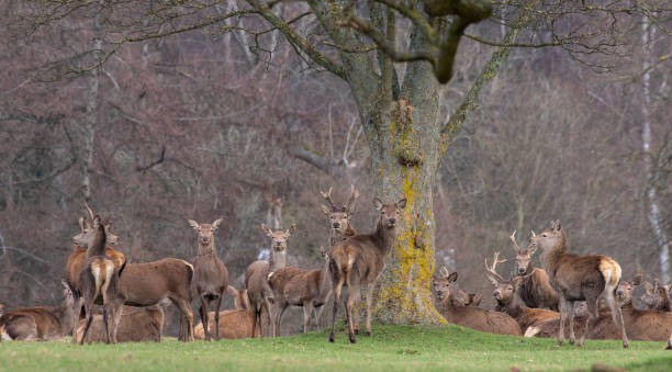 istock Group of red deer in the forest 1453921958