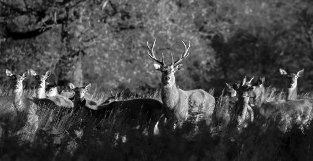 istock Grayscale of red deer group in the forest 1453921972
