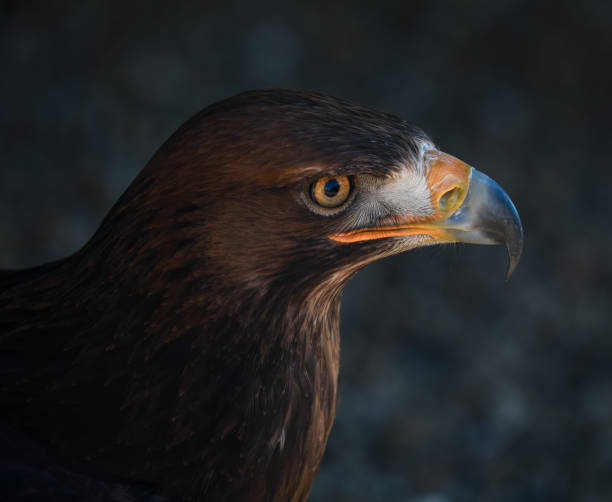 Portrait of a golden eagle in bright sunlight with blurred black background A portrait of a golden eagle in bright sunlight with blurred black background steppe eagle aquila nipalensis stock pictures, royalty-free photos & images