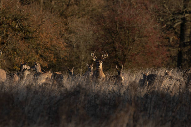 istock Group of red deer in the forest 1453922461