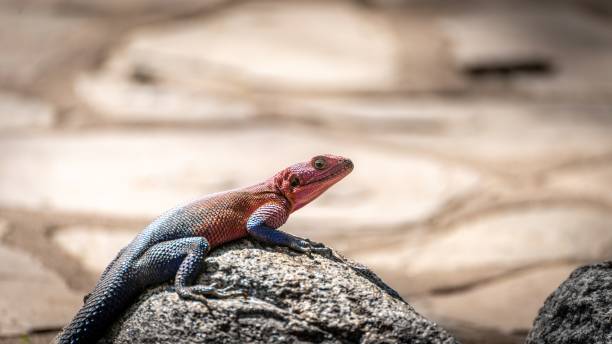 istock Selective focus of a lizard on a rock 1453923086