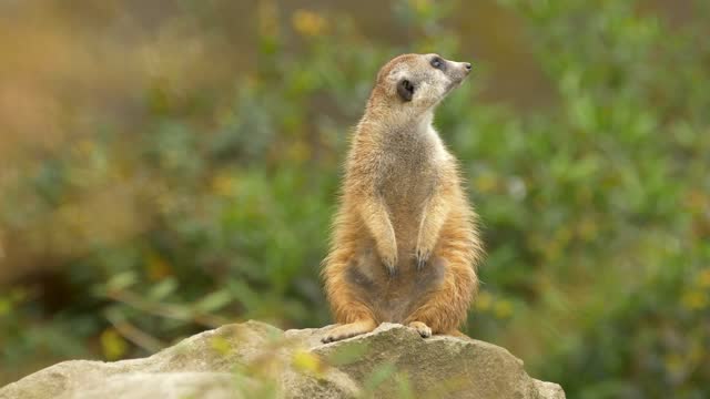 Closeup of a Meerkat (Suricata Suricatta) sitting on a rock, looking around