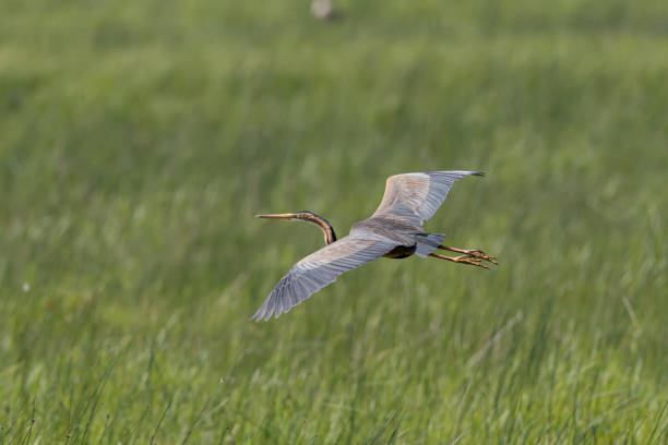 istock Selective focus shot of a heron bird flying over a meadow 1453924141