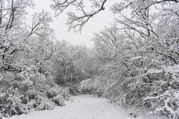 istock Beautiful view of snow-covered trees in the forest 1453924500