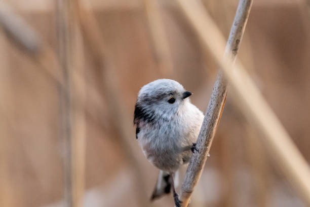 istock Selective focus shot of long-tailed tit (aegithalos caudatus) perched on tree 1453924599