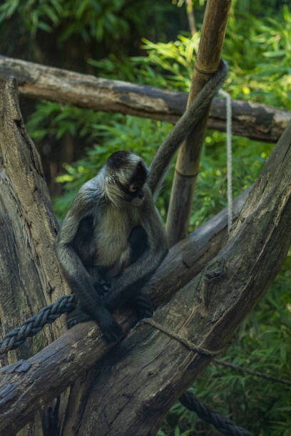 istock Vertical shot of a monkey sitting on a tree trunk at a zoo 1453924646