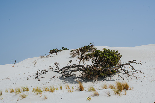 a closeup shot of small tree brench in white sand