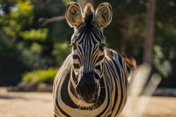 istock Closeup of a zebra staring straight into the camera 1453924784