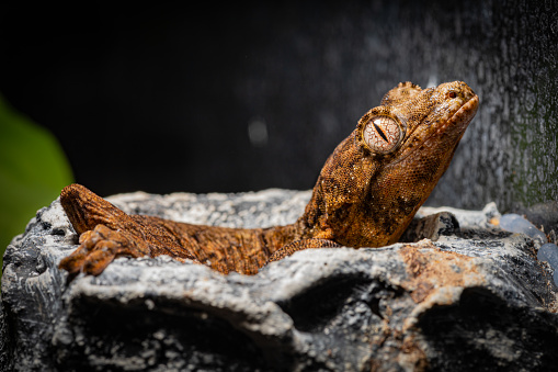 a closeup shot of baby gargoyle gecko