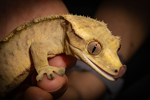 a closeup shot of baby gargoyle gecko