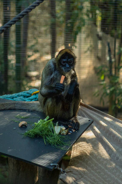 istock Vertical shot of a monkey eating on a platform at a zoo 1453924947