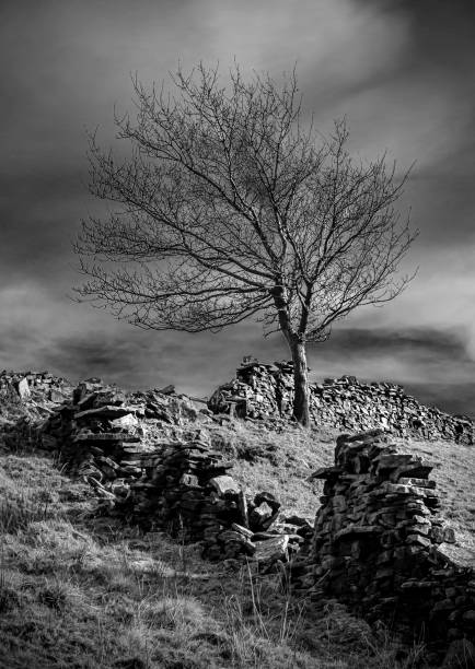 istock Vertical shot of a lonely tree in the mountains in grayscale 1453924983