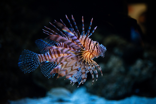 A closeup of a colorful Zebra Lionfish swimming near corals