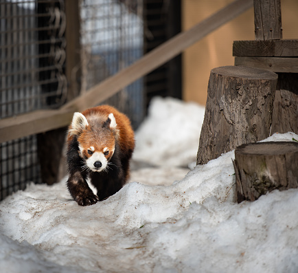 A shot of a red panda walking on the snow on a sunny day