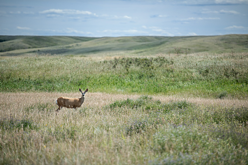 A scenic view of a deer standing in the meadow under the blue sky against green hills