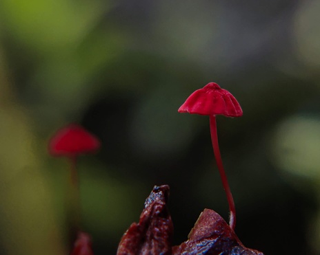 A closeup selective focus of a red Marasmius siccus fungi captured against a blurred background