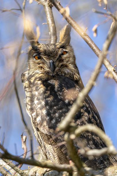 istock A majestic owl in its full splendor 1453925956