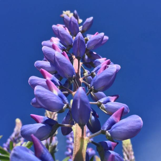 A low-angle closeup of an arctic lupin (Lupinus arcticus) against blue sky