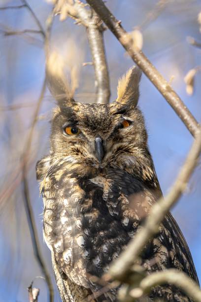 istock A majestic owl in portrait 1453926097