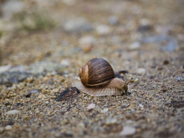 Close up burgundy snail on gravel path, edible brown snail found in nature, snails as delicacy