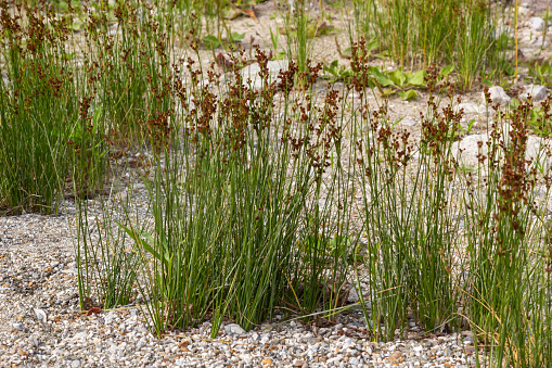 Common Soft Rush Juncus effusus is a perennial herbaceous flowering plant species in the family Juncaceae.