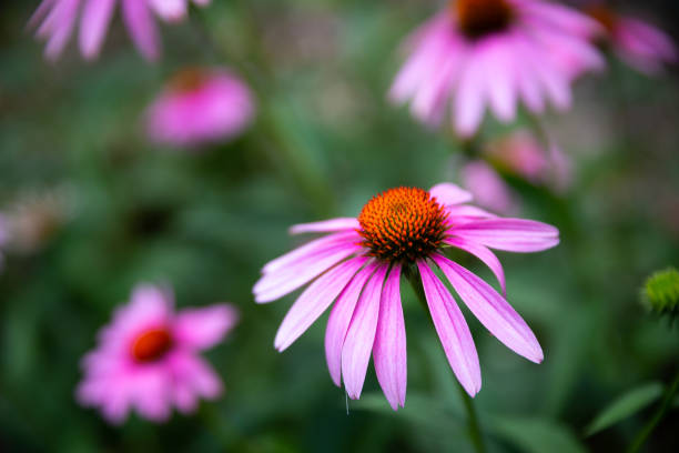 istock Selective focus shot of pink daisies 1453928129