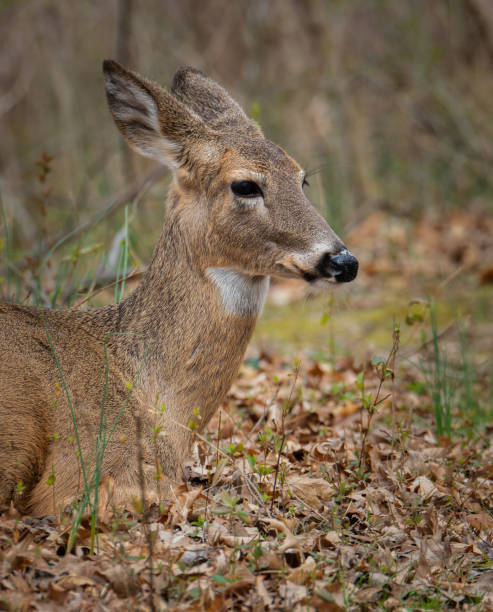 istock Vertical closeup shot of a resting deer 1453928508