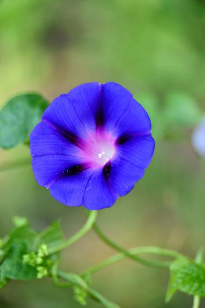 istock Vertical shot of a Morning glory flower 1453928710