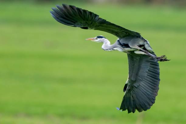 istock Closeup of a grey heron in flight in a field 1453928837