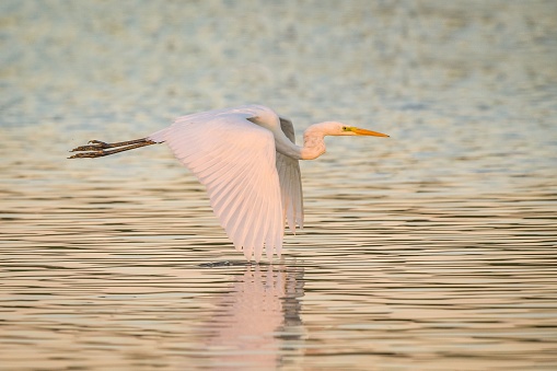 A closeup of a great egret (Ardea alba) flying over the water