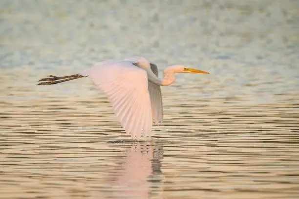 Photo of Closeup of a great egret (Ardea alba) flying over the water