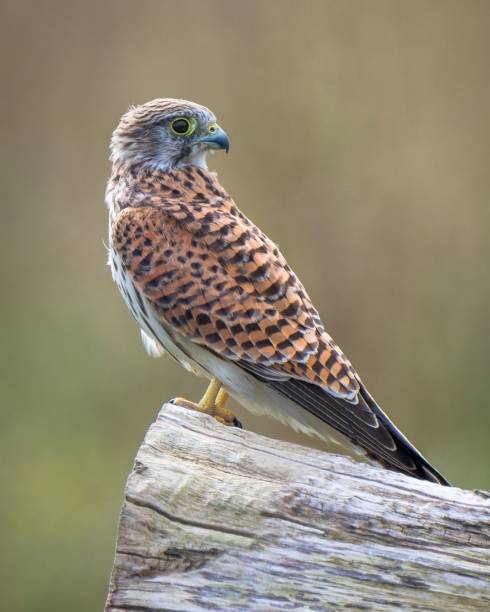 istock Vertical closeup of a common kestrel (Falco tinnunculus) perched on a branch and looking at camera 1453929222
