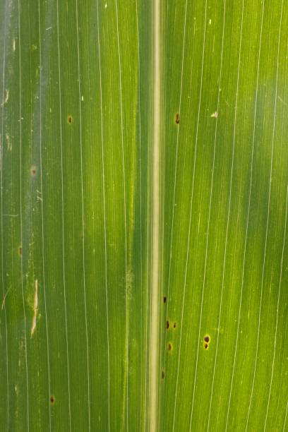 istock Vertical shot of a green leaf texture 1453929445