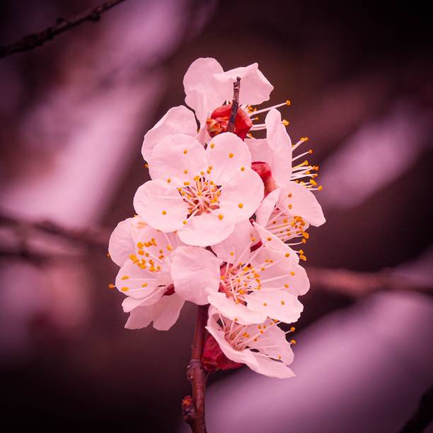 A closeup of beautiful plum blossoms on a branch