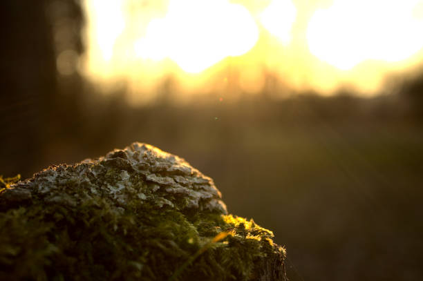 A selective focus shot of rock covered with moss in the sunshine