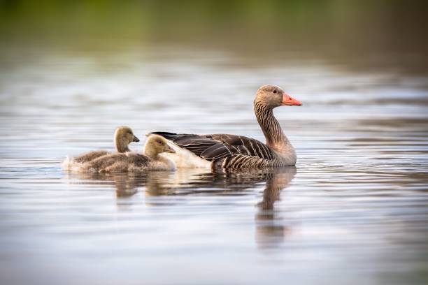 istock Mother goose with its gooselings on a calm river 1453929560