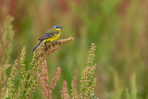 istock Yellow wagtail bird perching on grass flowers against a blurred background 1453929629