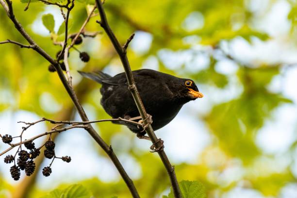 istock Blackbird perching on a tree branch against a blurry background 1453929763