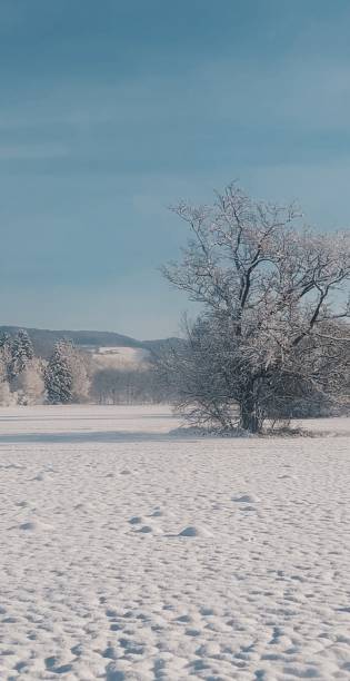 istock Frozen wilderness with huge old trees in a vast empty field covered by snow on a chilly winter day 1453930052