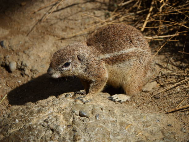 istock Closeup of a tiny ground squirrel in a field 1453930062