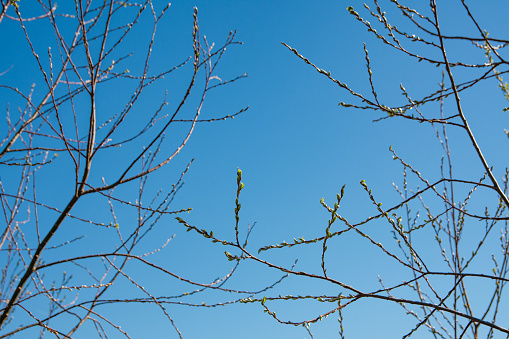 The leaf buds starting to grow at the end of a warm winter