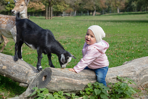 Toddler hand-feeding a goat with corn in a Bavarian wildlife reserve